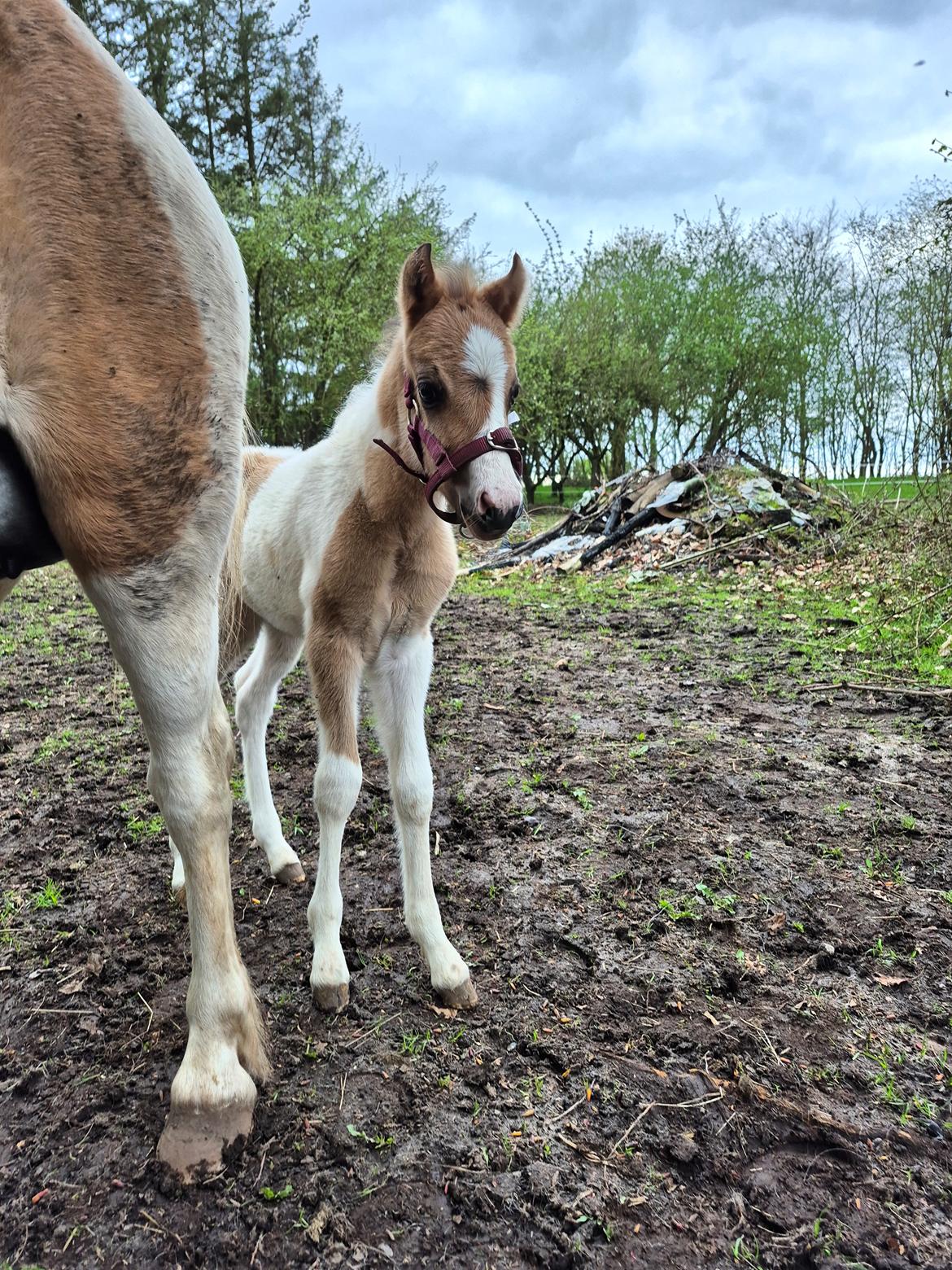Welsh Partbred (Sec F) So Perfekt  billede 16
