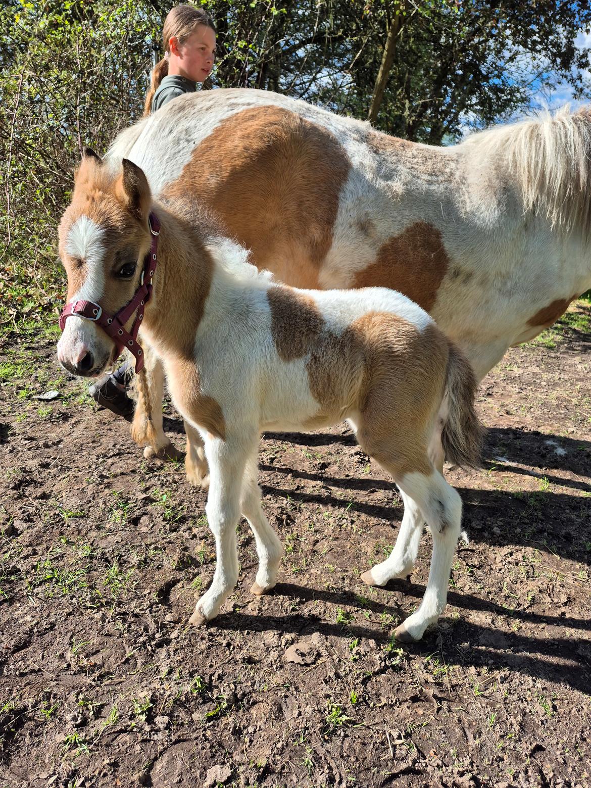 Welsh Partbred (Sec F) So Perfekt  billede 17
