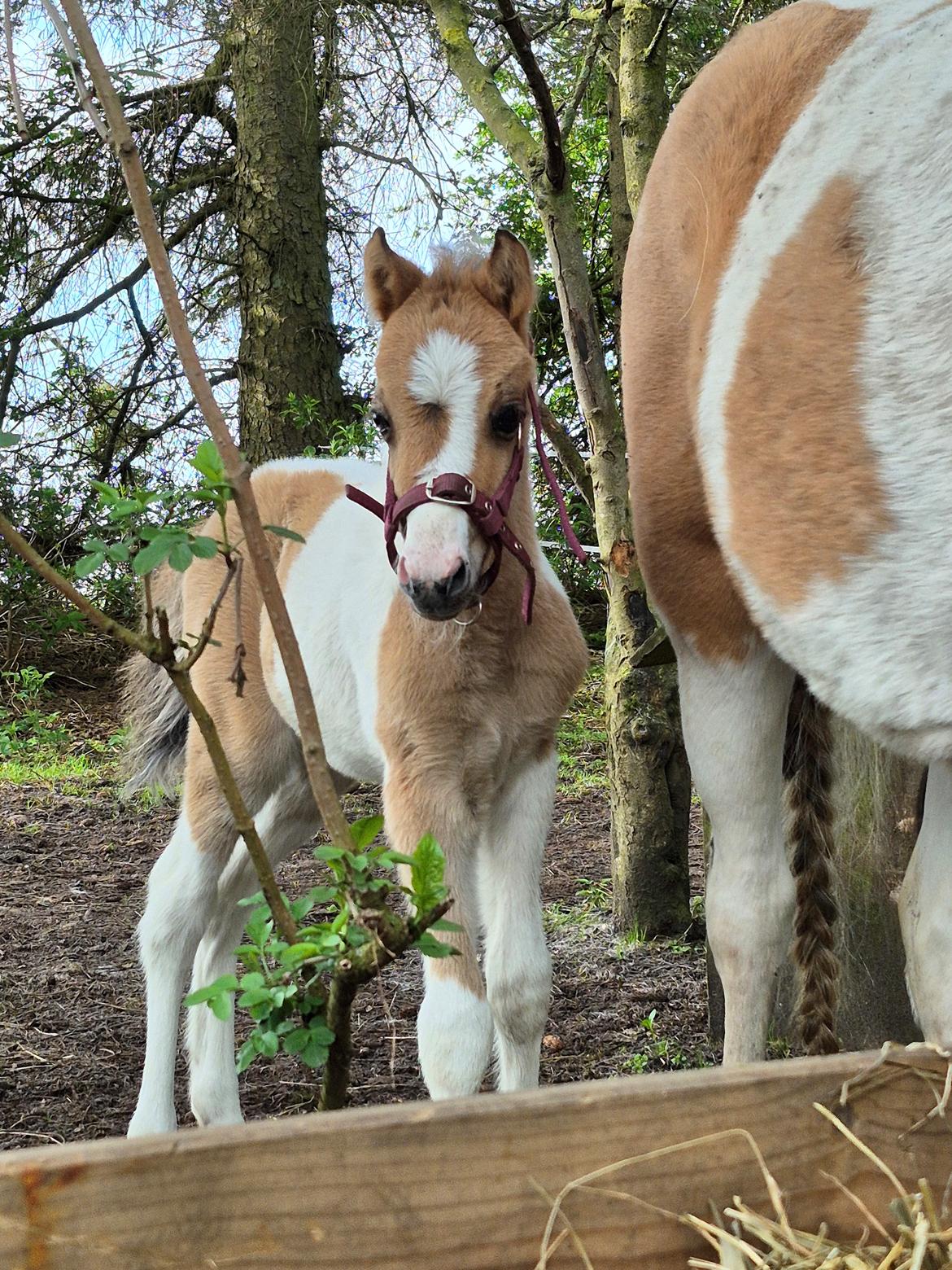 Welsh Partbred (Sec F) So Perfekt  billede 19
