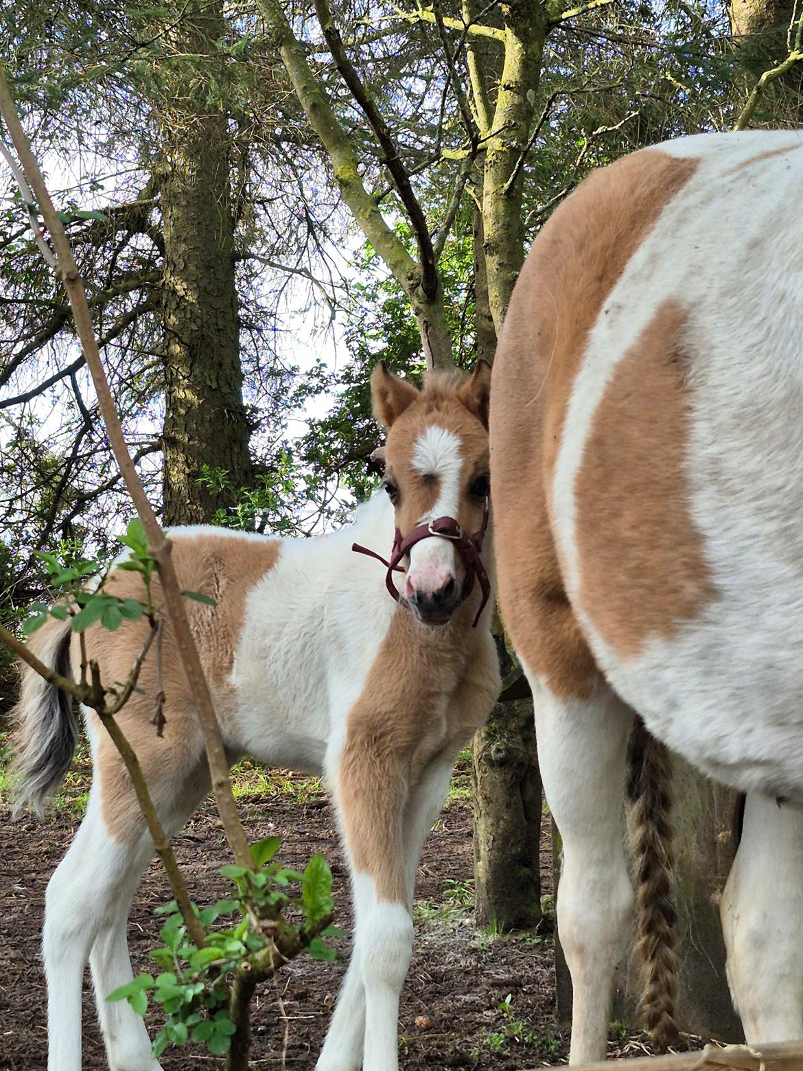 Welsh Partbred (Sec F) So Perfekt  billede 20