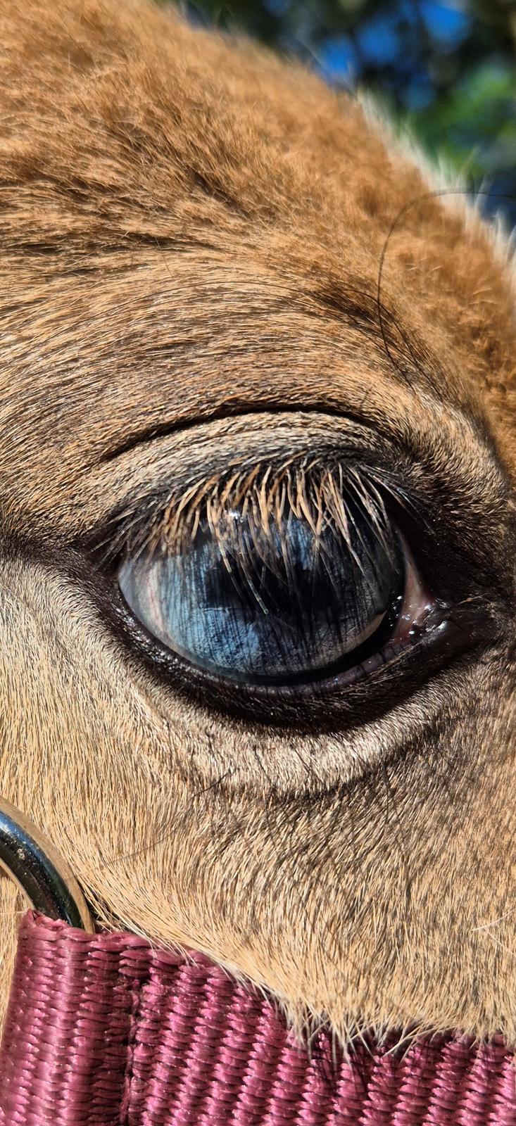 Welsh Partbred (Sec F) So Perfekt  billede 18