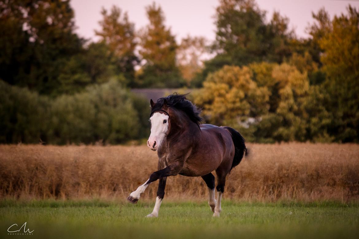 Welsh Cob (sec D) Bøgehøj's Miss Jardore billede 17