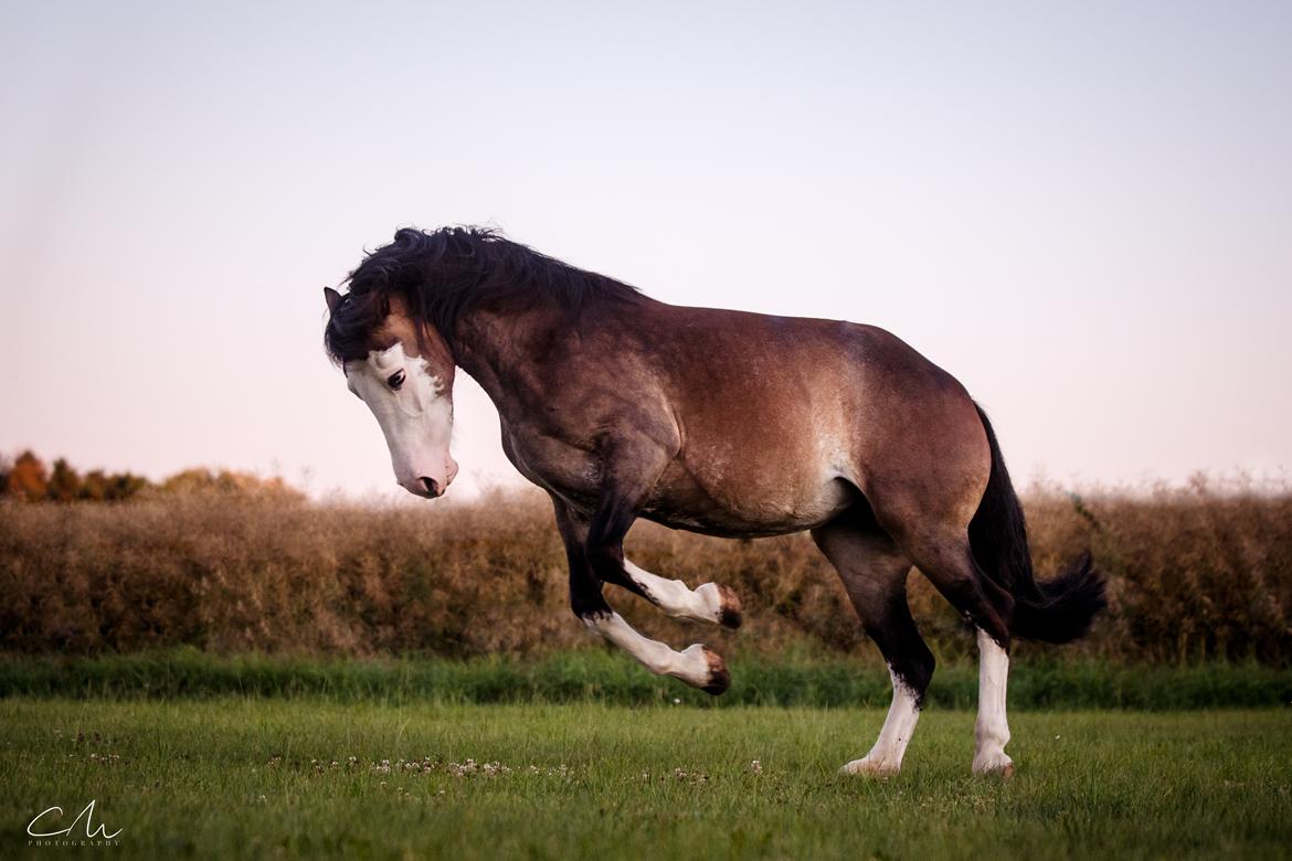 Welsh Cob (sec D) Bøgehøj's Miss Jardore billede 3