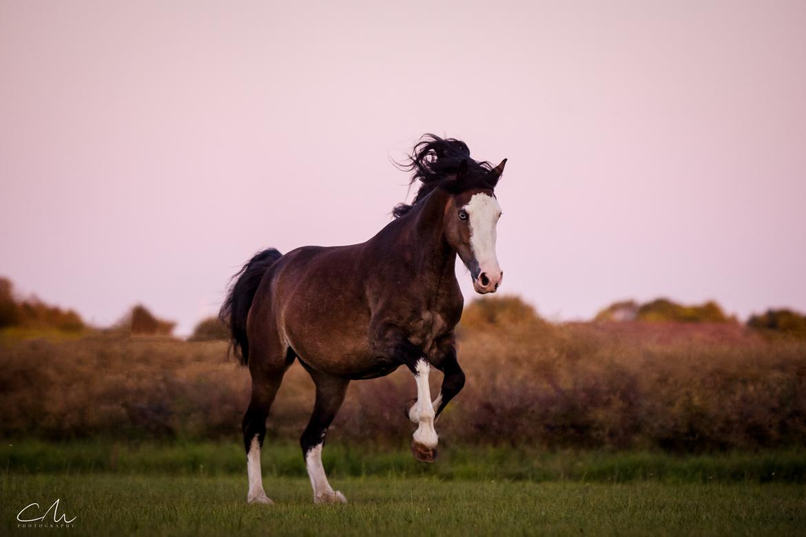 Welsh Cob (sec D) Bøgehøj's Miss Jardore billede 10