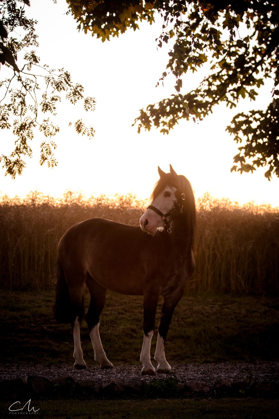Welsh Cob (sec D) Bøgehøj's Miss Jardore billede 7