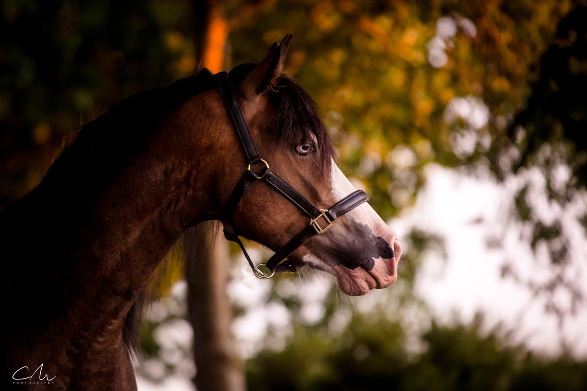 Welsh Cob (sec D) Bøgehøj's Miss Jardore billede 13