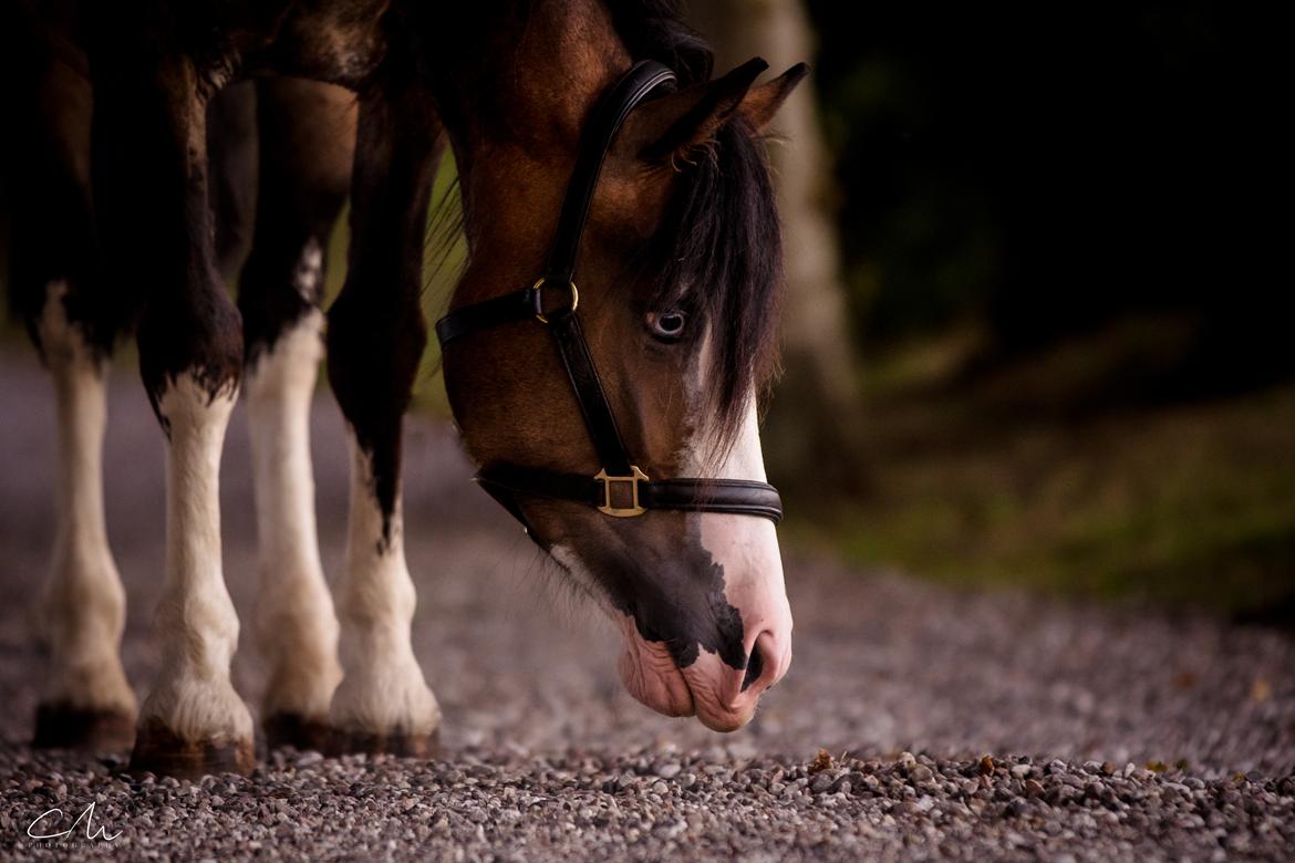 Welsh Cob (sec D) Bøgehøj's Miss Jardore billede 1