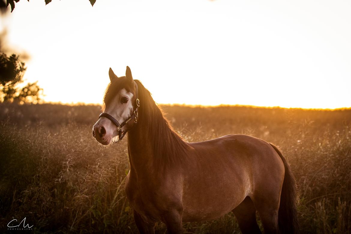 Welsh Cob (sec D) Bøgehøj's Miss Jardore billede 20