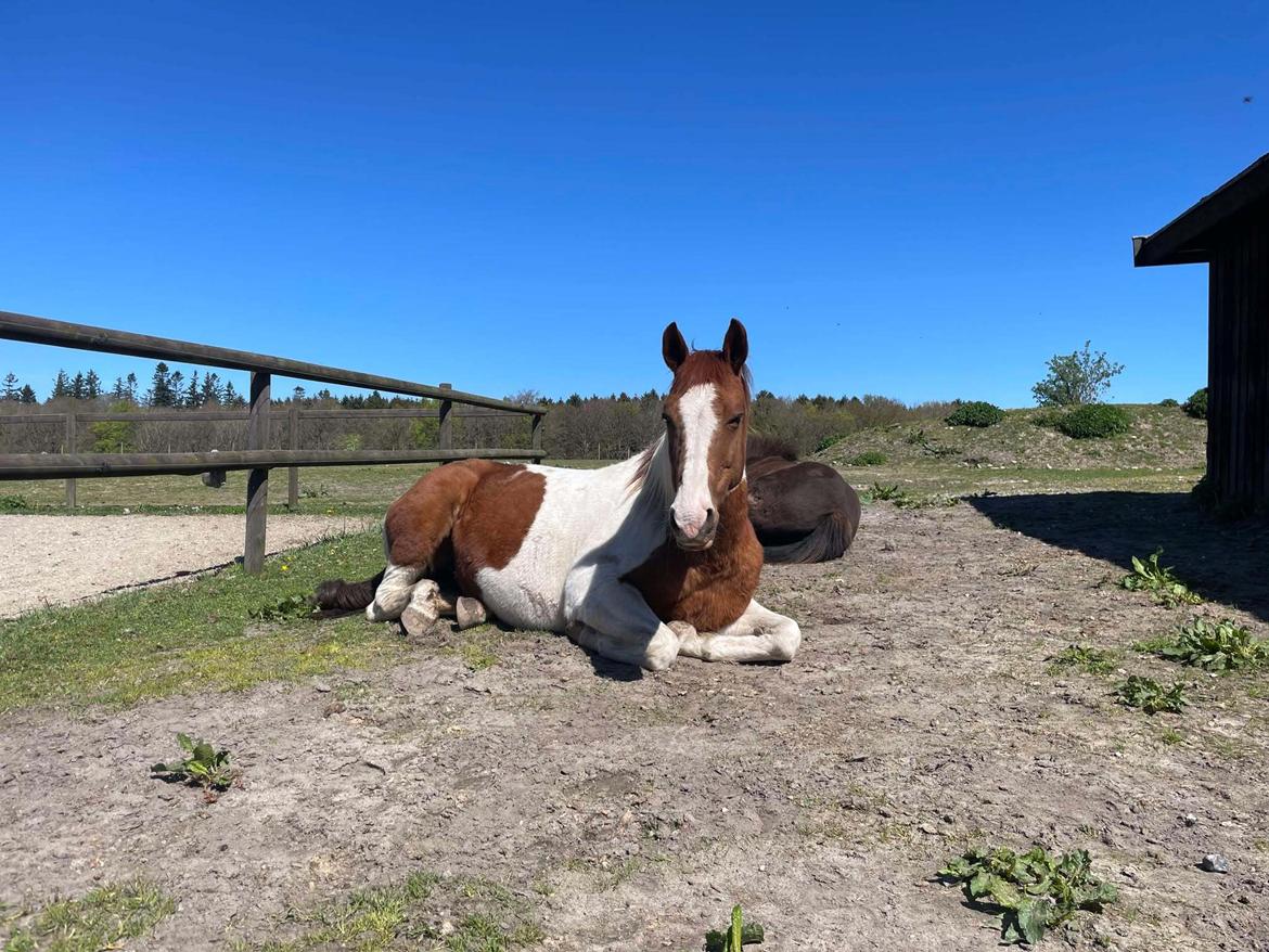 Anden særlig race Hope Silverstar billede 3