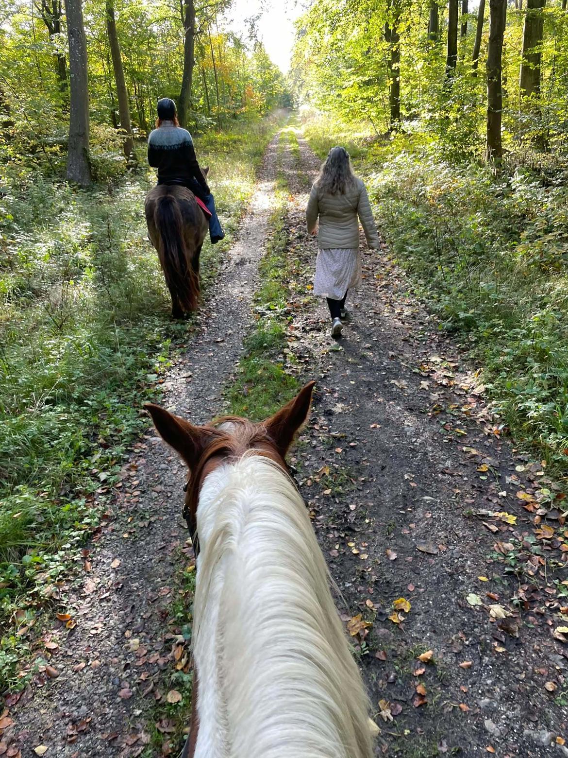 Anden særlig race Hope Silverstar billede 11