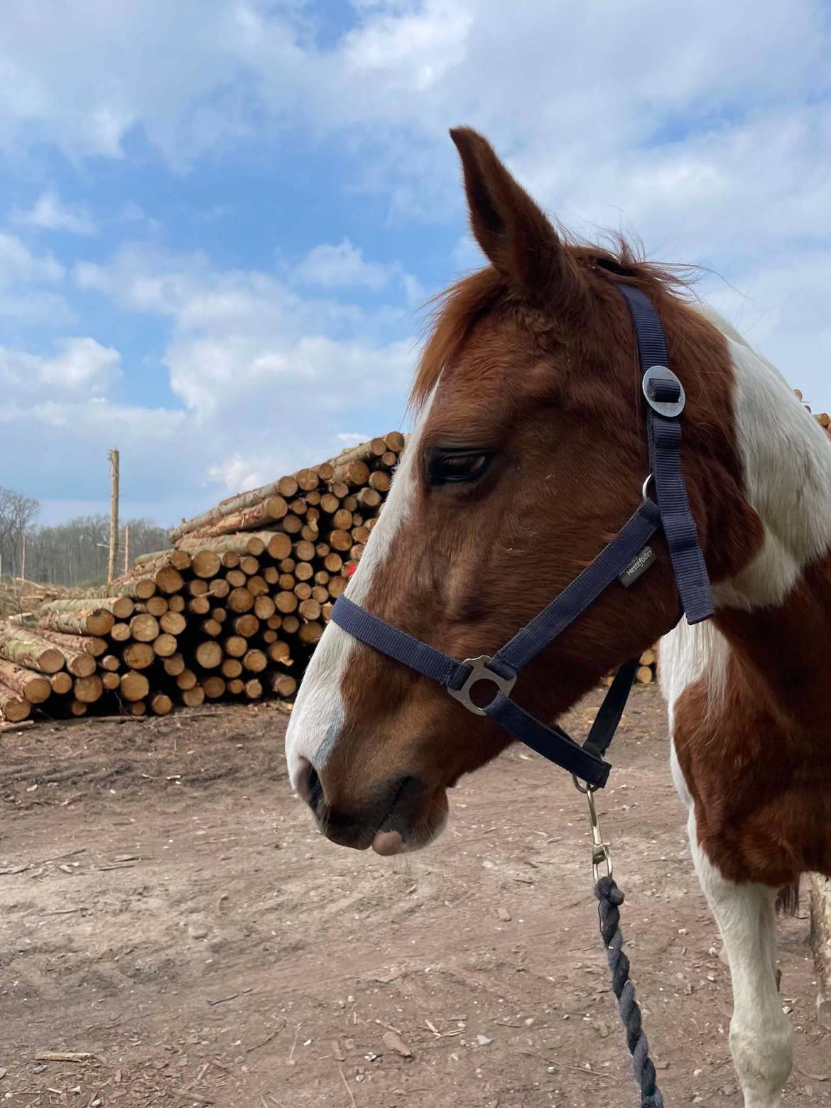 Anden særlig race Hope Silverstar billede 8