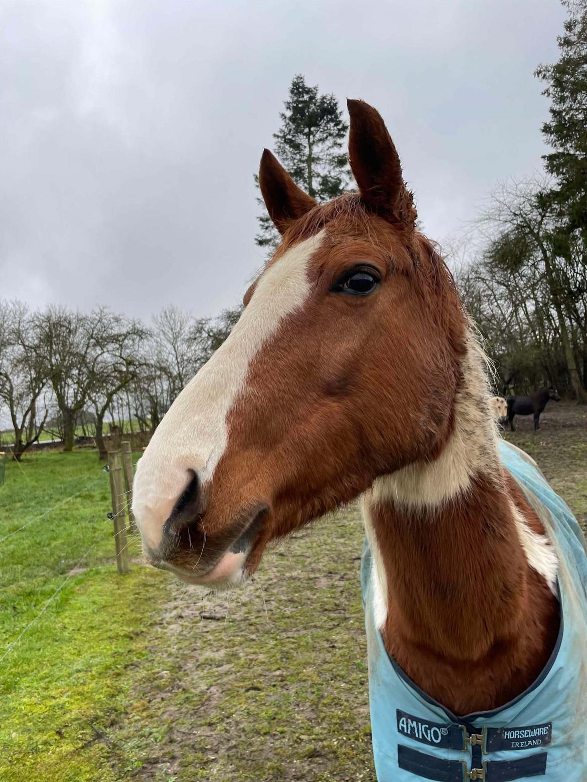 Anden særlig race Hope Silverstar billede 12