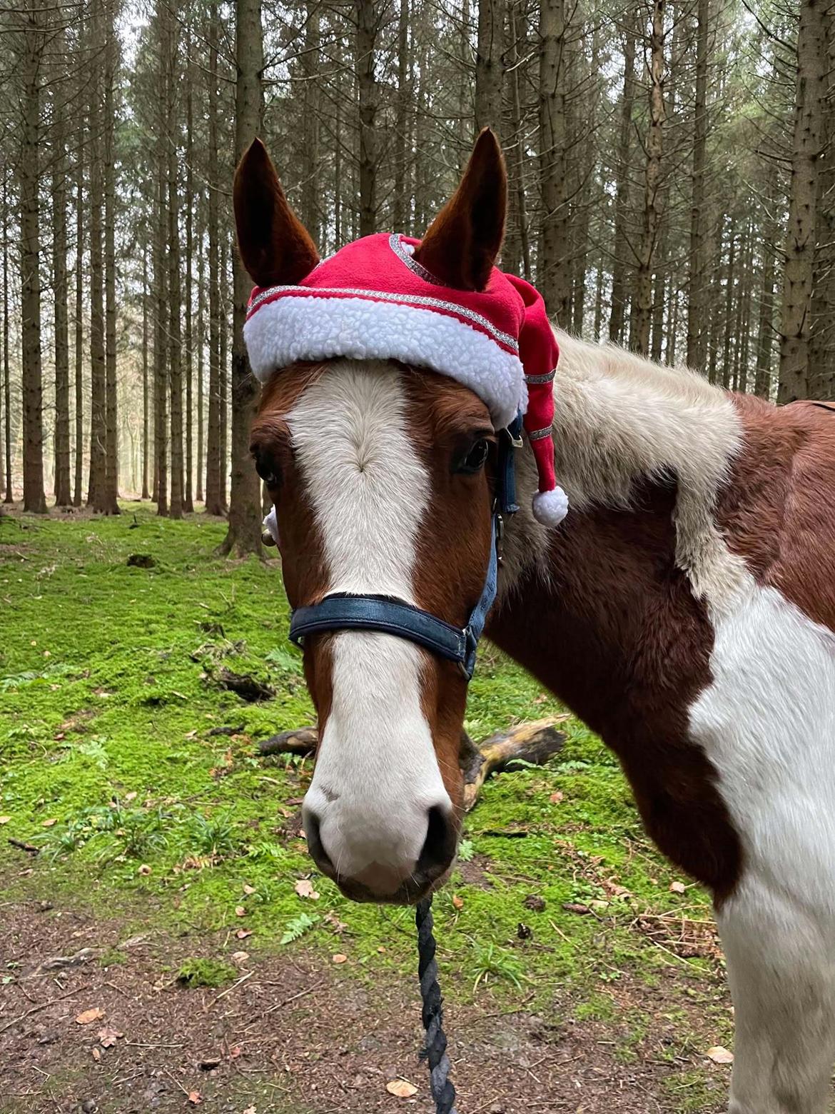 Anden særlig race Hope Silverstar billede 16