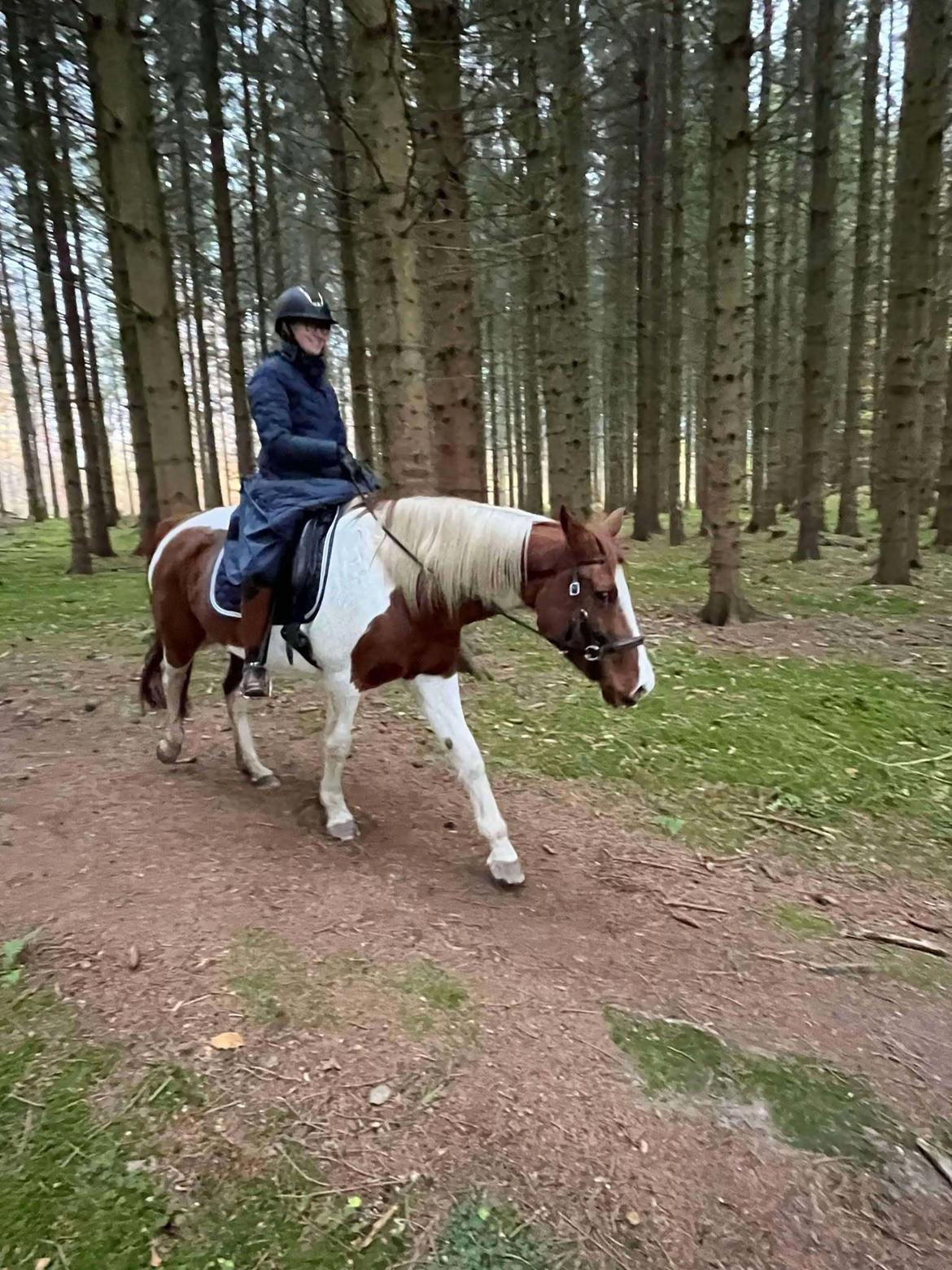 Anden særlig race Hope Silverstar billede 5