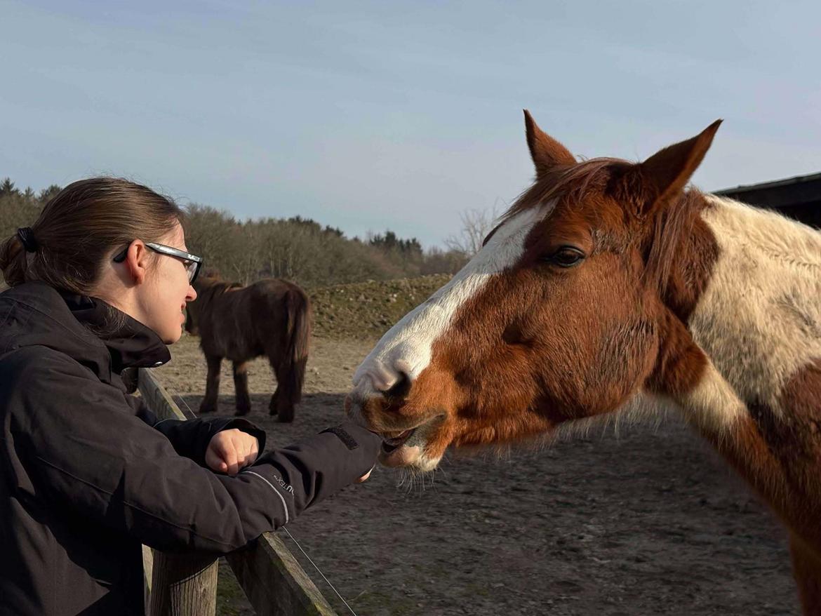 Anden særlig race Hope Silverstar billede 2