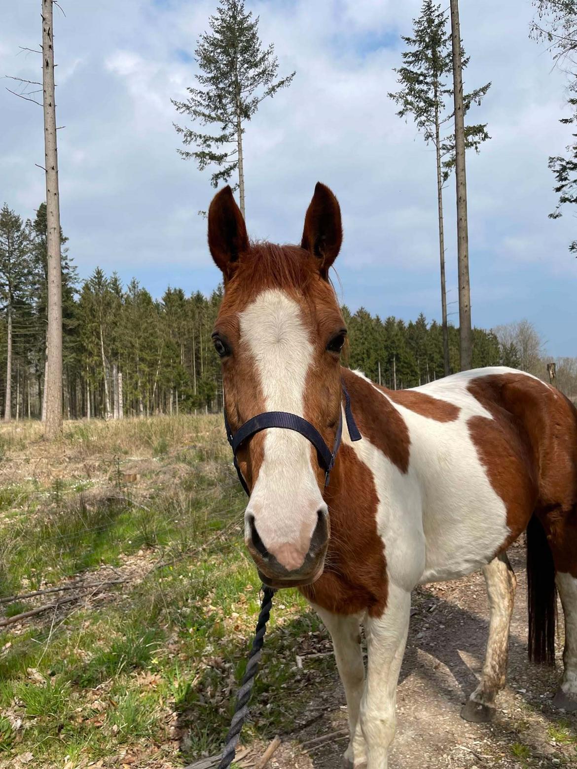 Anden særlig race Hope Silverstar billede 4