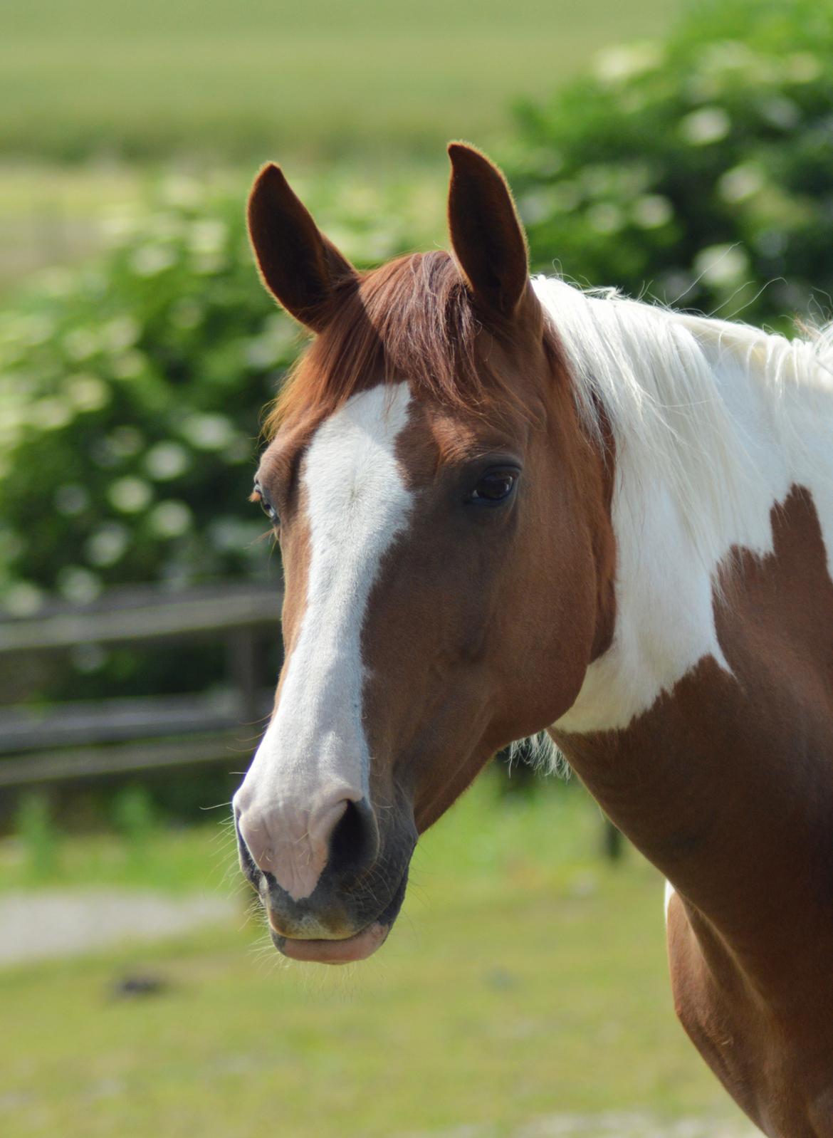 Anden særlig race Hope Silverstar billede 1