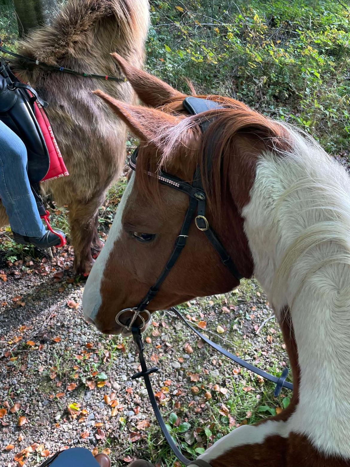 Anden særlig race Hope Silverstar billede 9