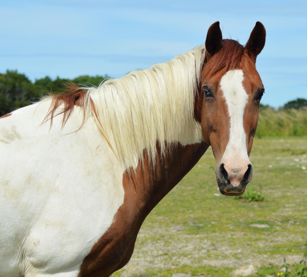 Anden særlig race Hope Silverstar billede 15