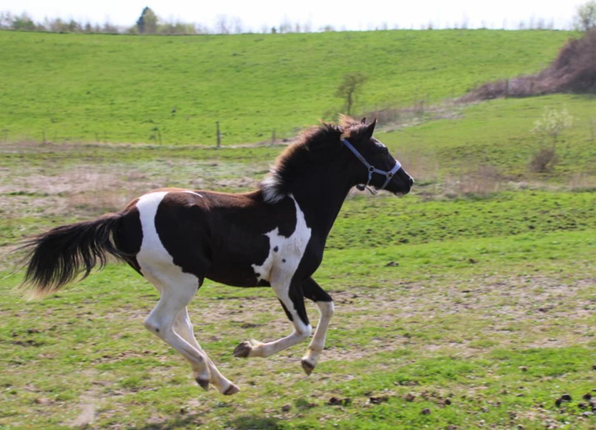 Pinto Hindbærgårdens Ashmore (Divle) billede 24