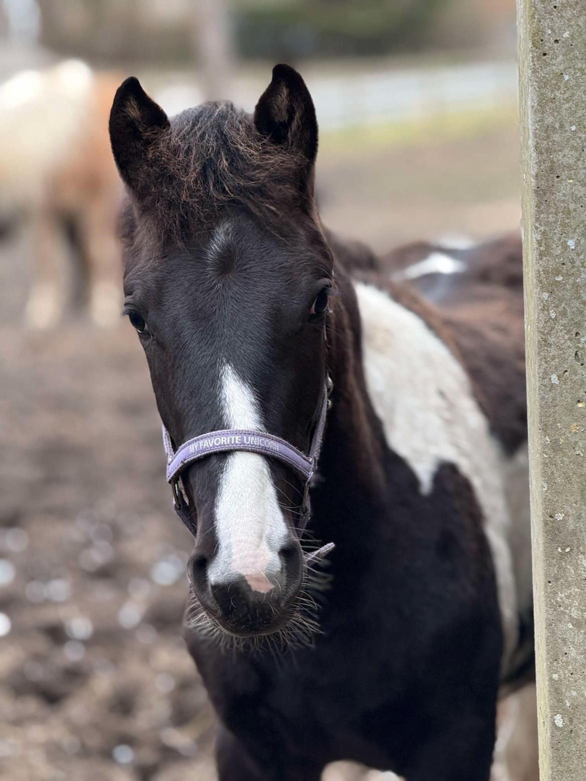 Pinto Hindbærgårdens Ashmore (Divle) billede 20