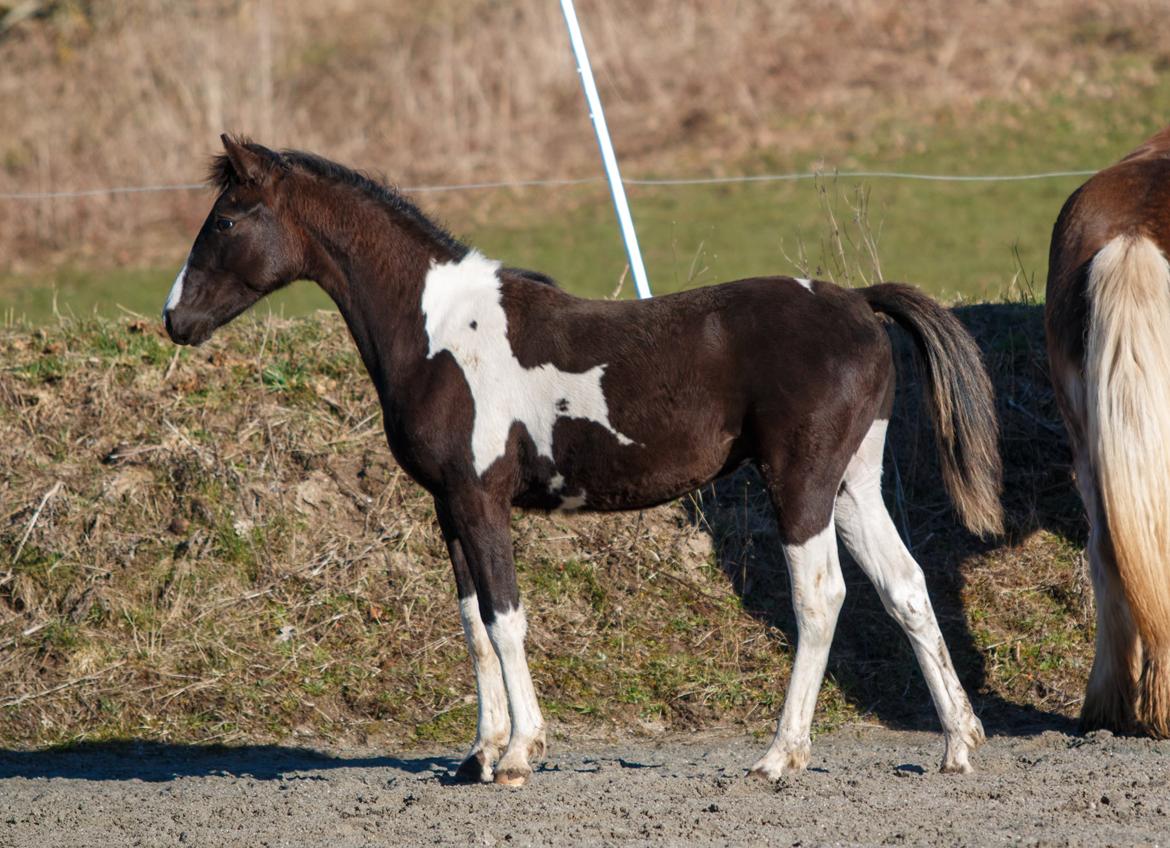 Pinto Hindbærgårdens Ashmore (Divle) billede 21