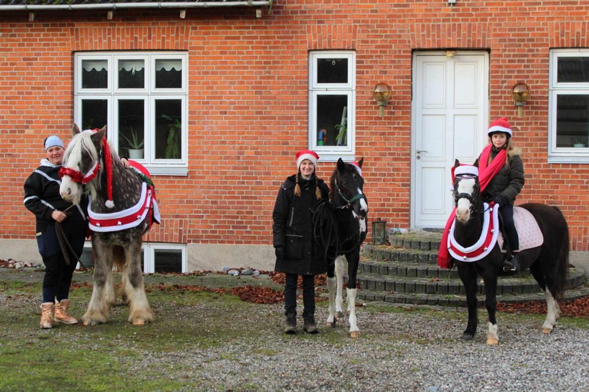 Pinto Hindbærgårdens Ashmore (Divle) billede 17