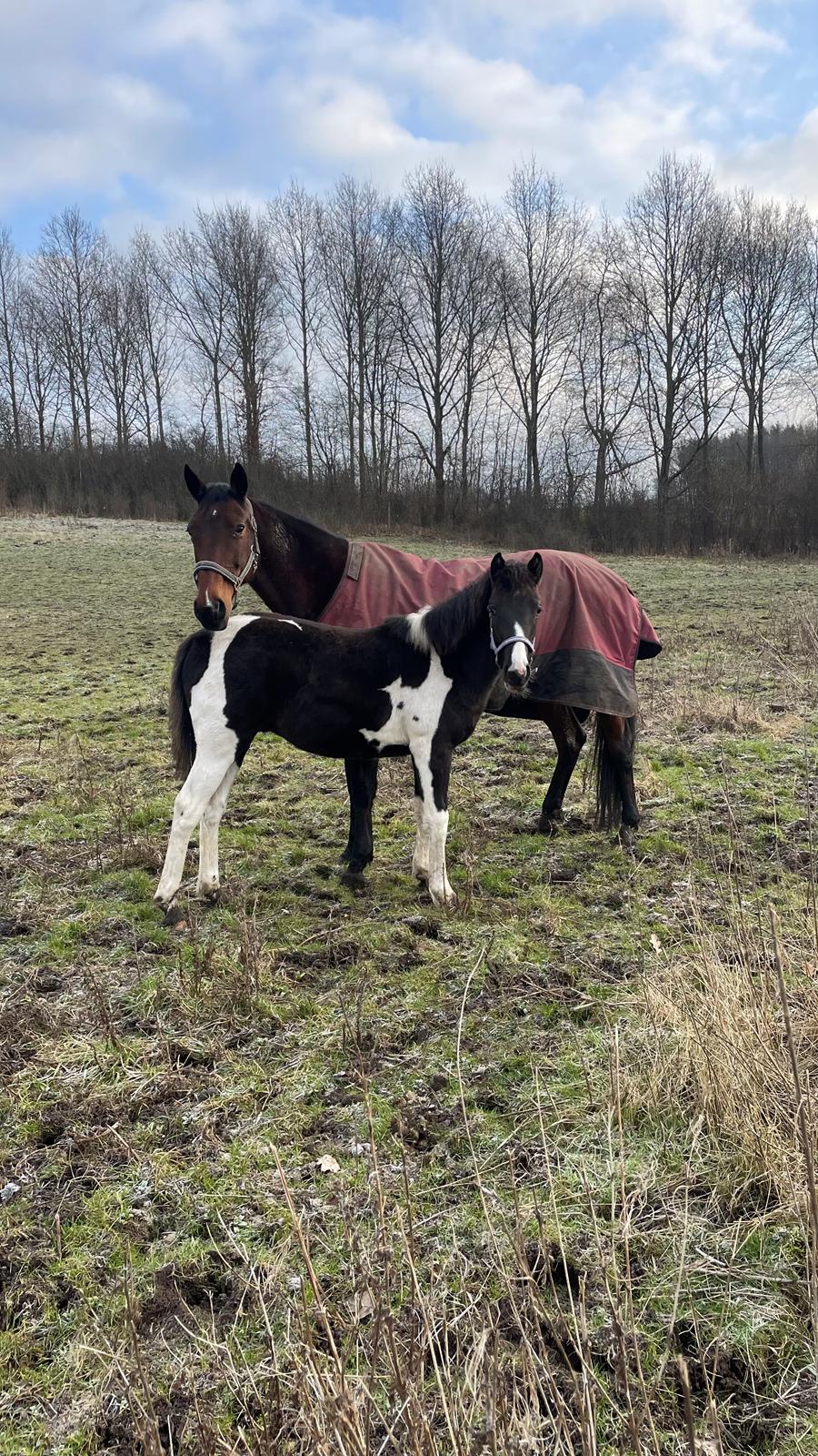 Pinto Hindbærgårdens Ashmore (Divle) billede 19