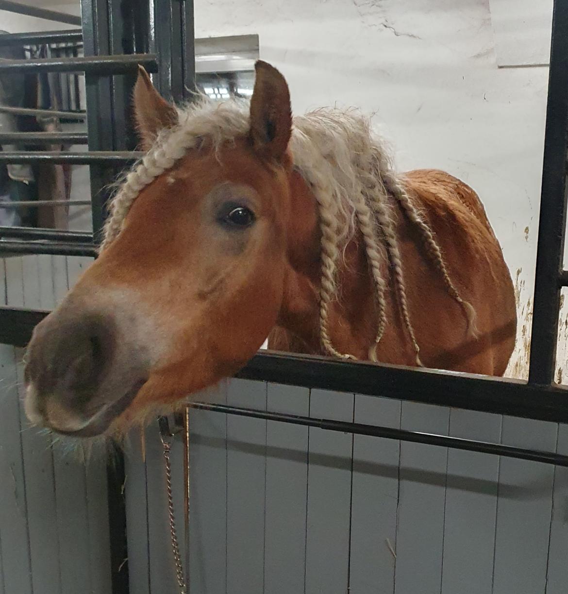 Haflinger Elbækgaards Nova Mio billede 1