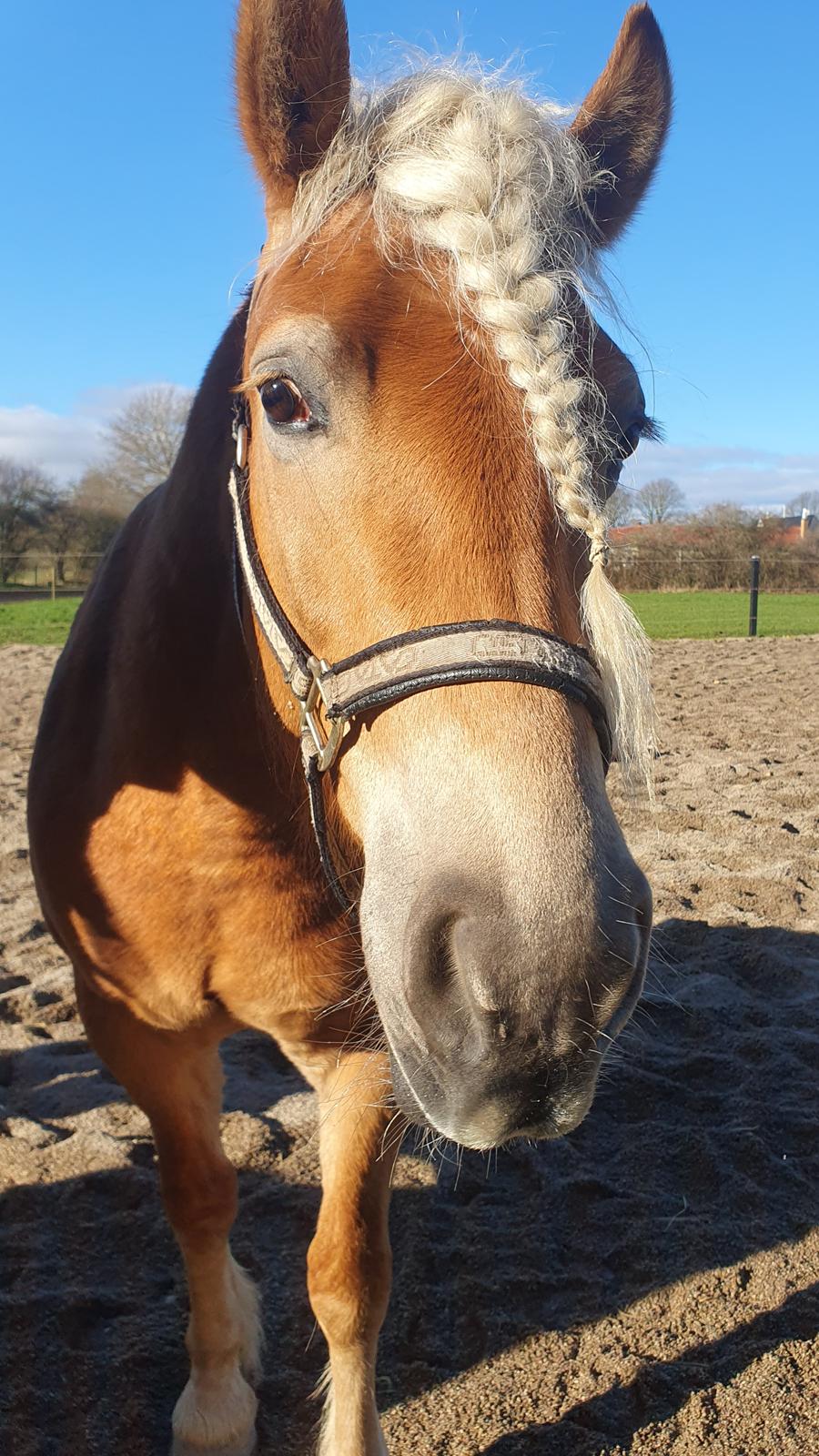 Haflinger Elbækgaards Nova Mio billede 3