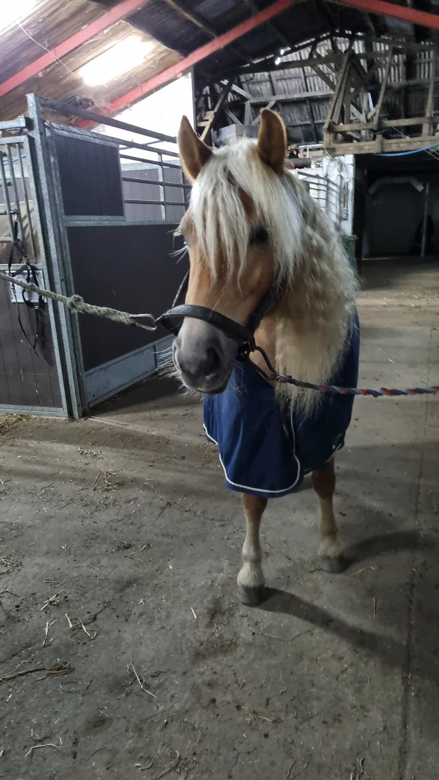 Haflinger Elbækgaards Nova Mio billede 4