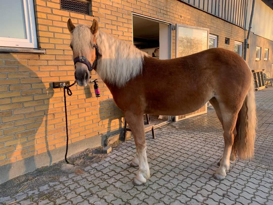 Haflinger Elbækgaards Nova Mio billede 2