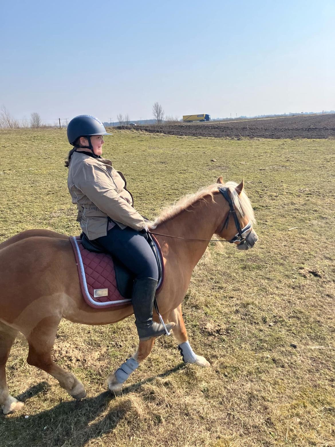 Haflinger Elbækgaards Nova Mio billede 6