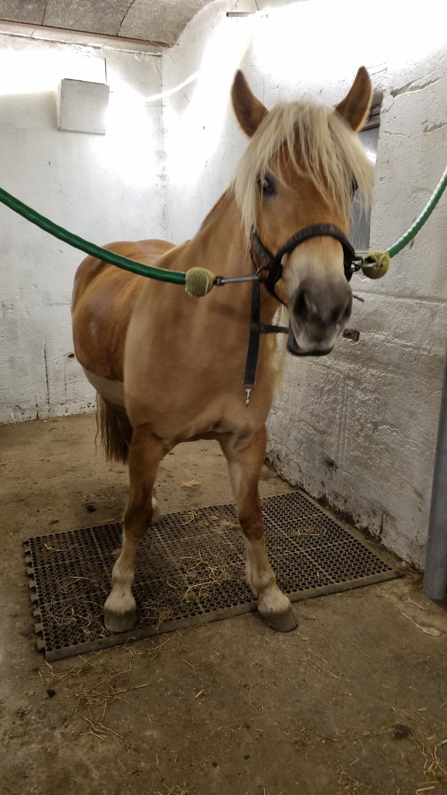 Haflinger Elbækgaards Nova Mio billede 7