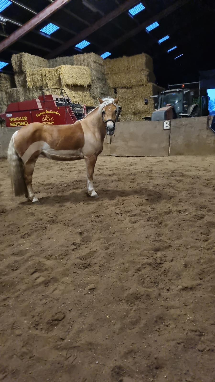 Haflinger Elbækgaards Nova Mio billede 9