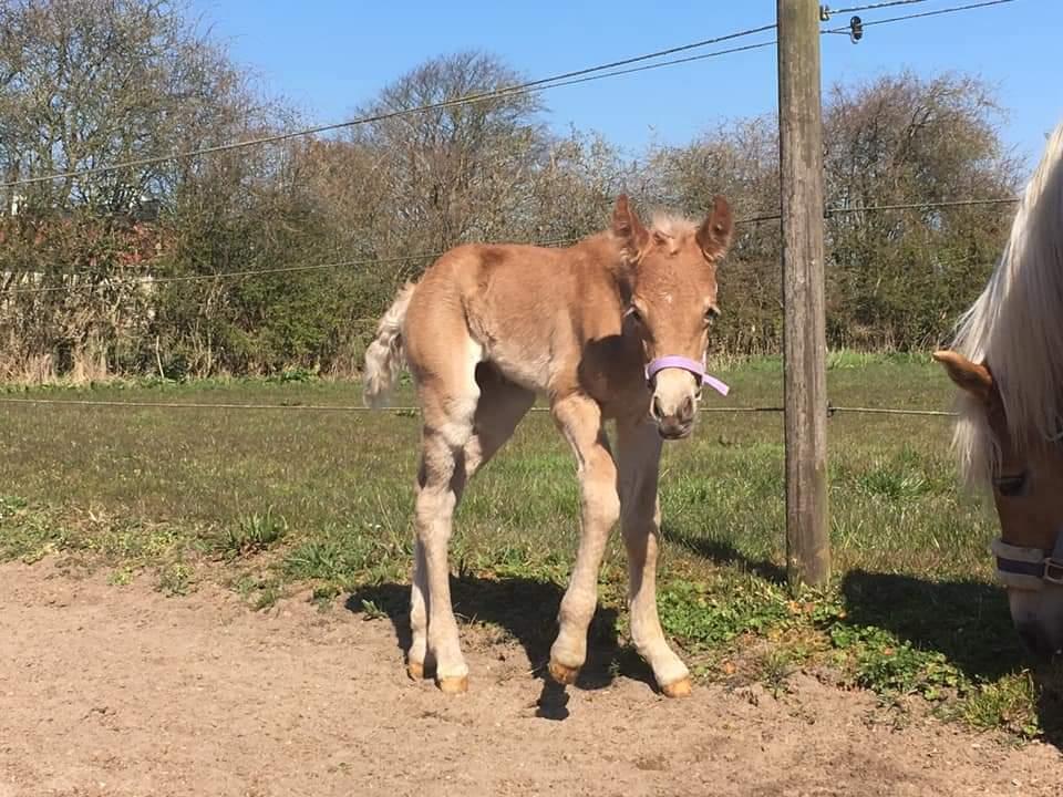 Haflinger Elbækgaards Nova Mio billede 11