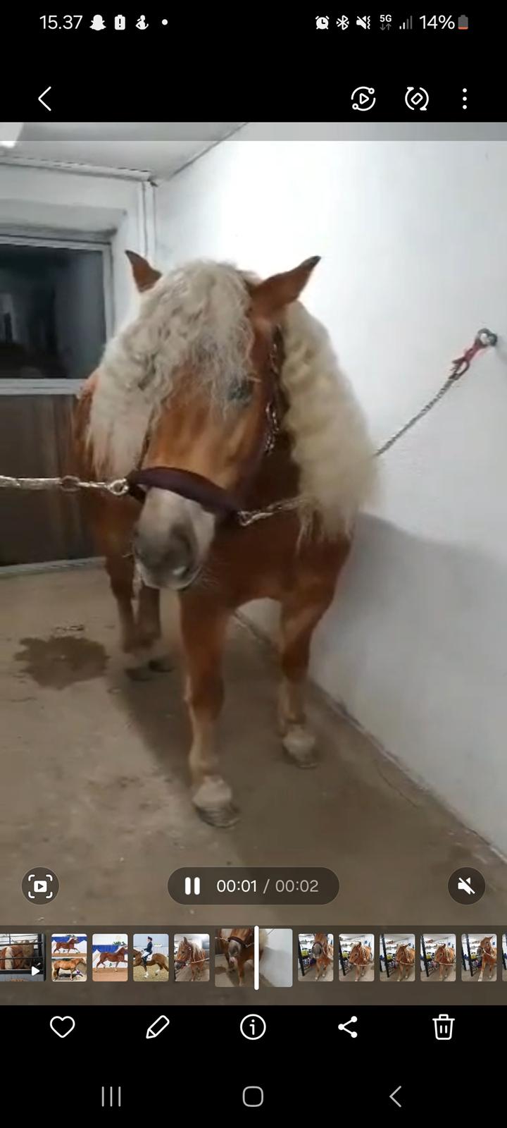 Haflinger Elbækgaards Nova Mio billede 12