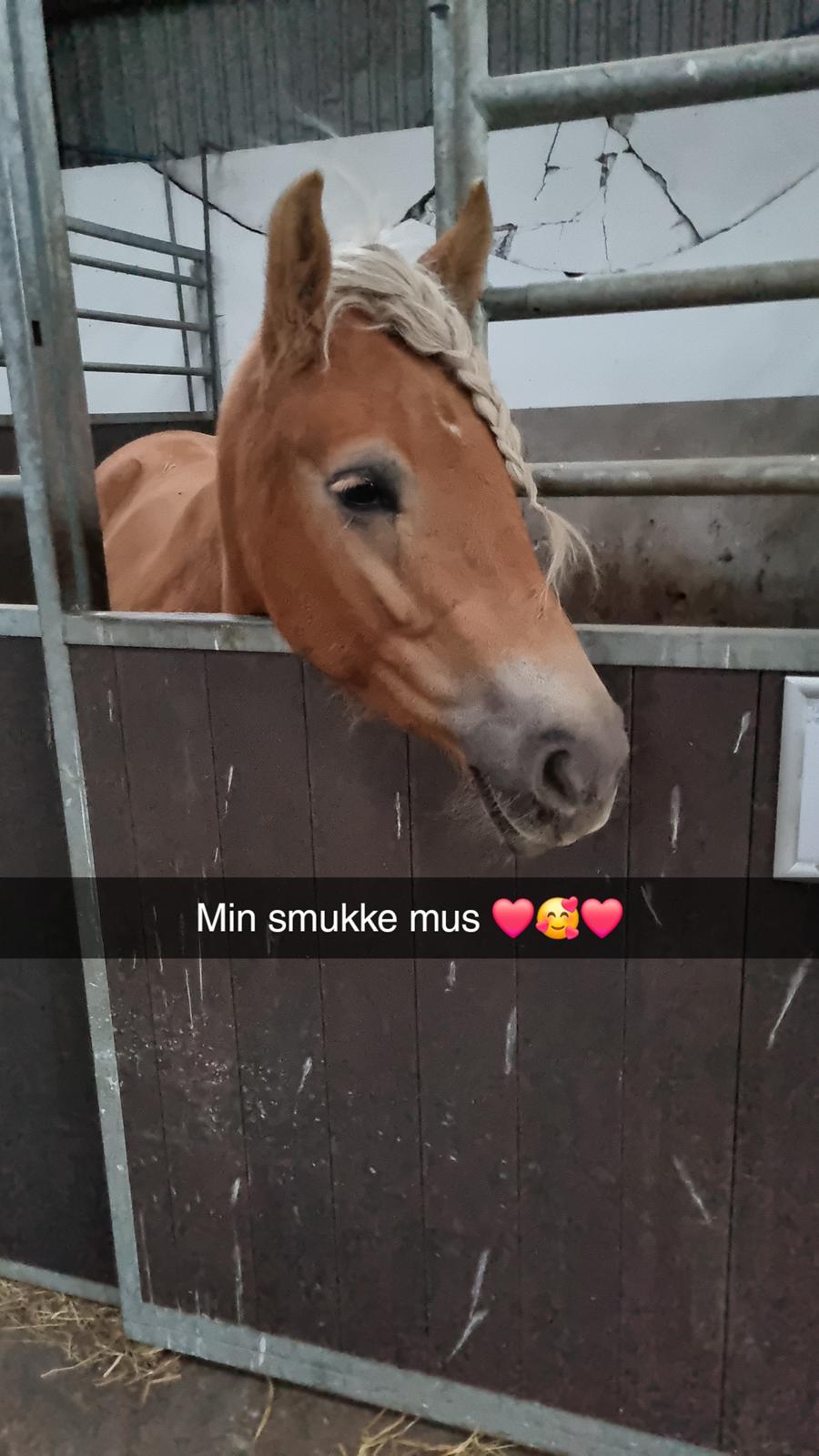 Haflinger Elbækgaards Nova Mio billede 13