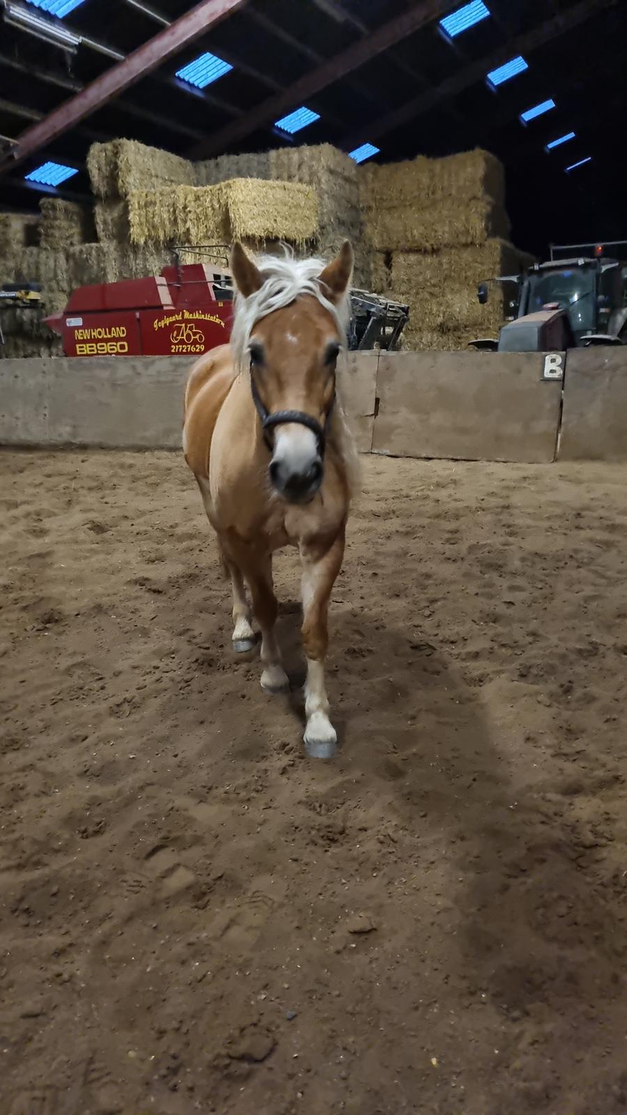 Haflinger Elbækgaards Nova Mio billede 10