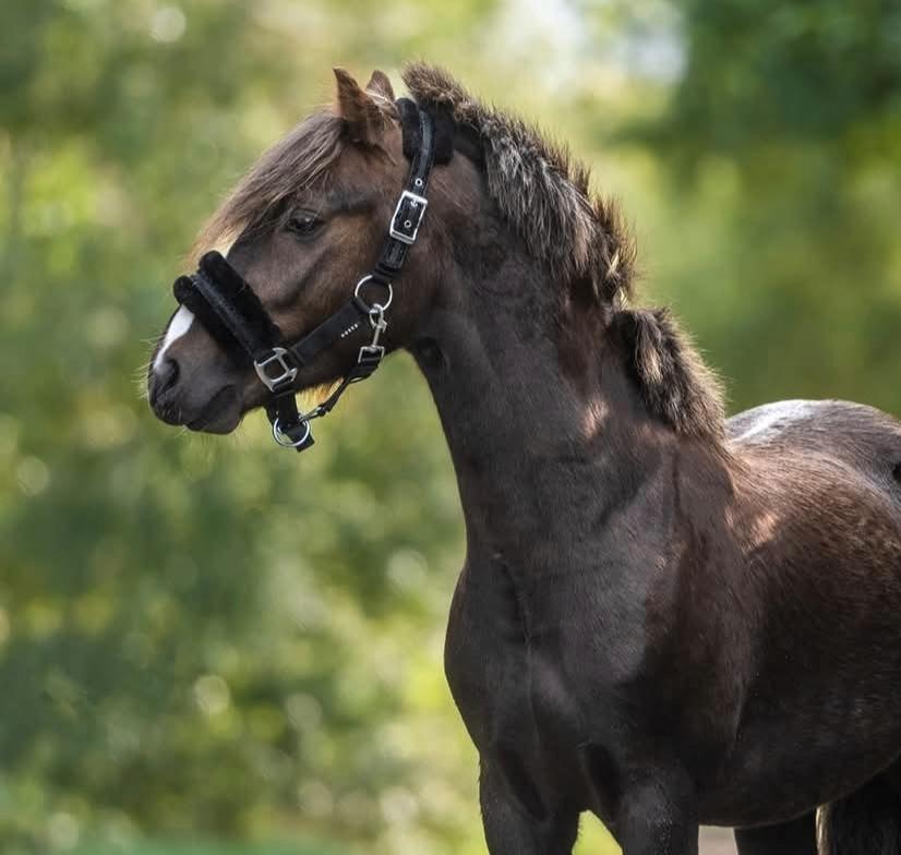 Welsh Mountain (sec A) Callunas Lucky Luke | Fighter | [Hjemvendt] billede 1