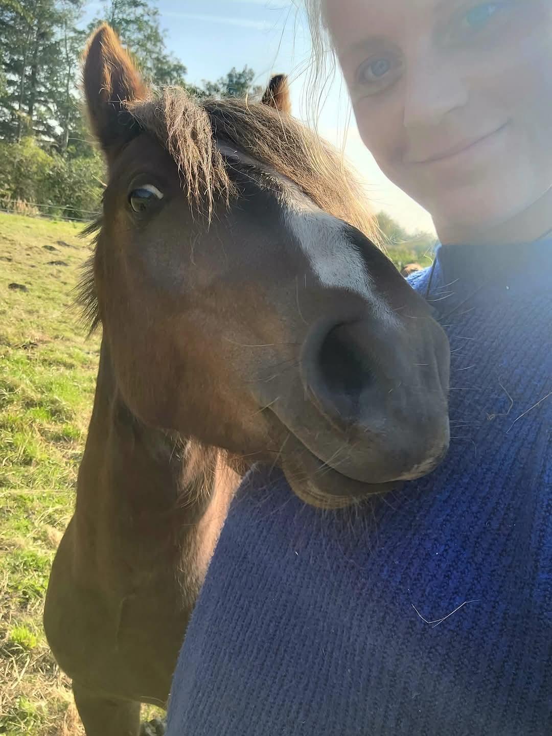 Welsh Mountain (sec A) Callunas Lucky Luke | Fighter | [Hjemvendt] billede 4