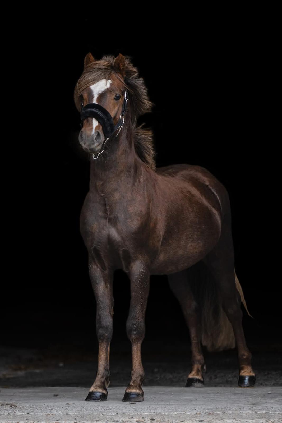 Welsh Mountain (sec A) Callunas Lucky Luke | Fighter | [Hjemvendt] billede 6