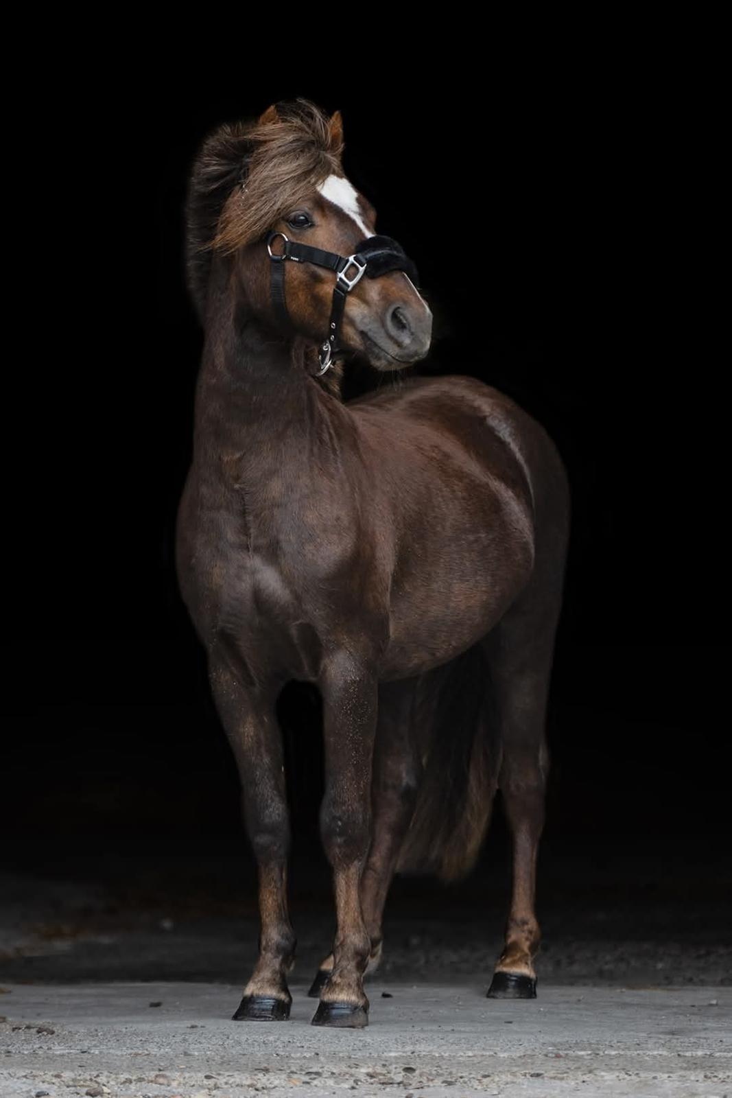 Welsh Mountain (sec A) Callunas Lucky Luke | Fighter | [Hjemvendt] billede 2