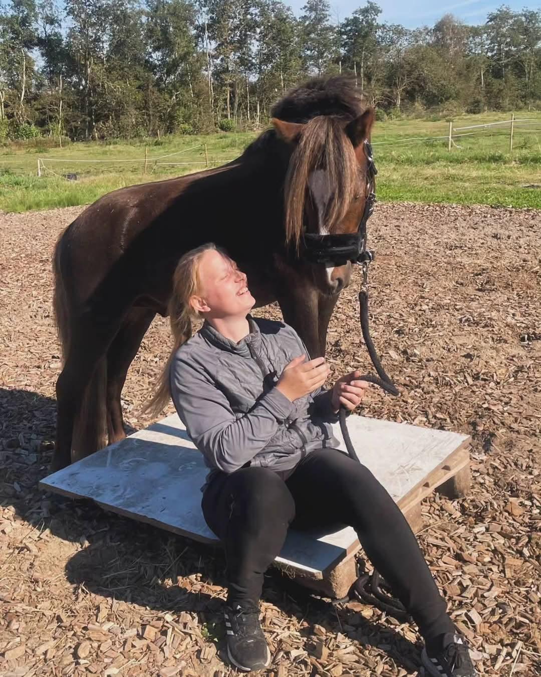 Welsh Mountain (sec A) Callunas Lucky Luke | Fighter | [Hjemvendt] billede 9