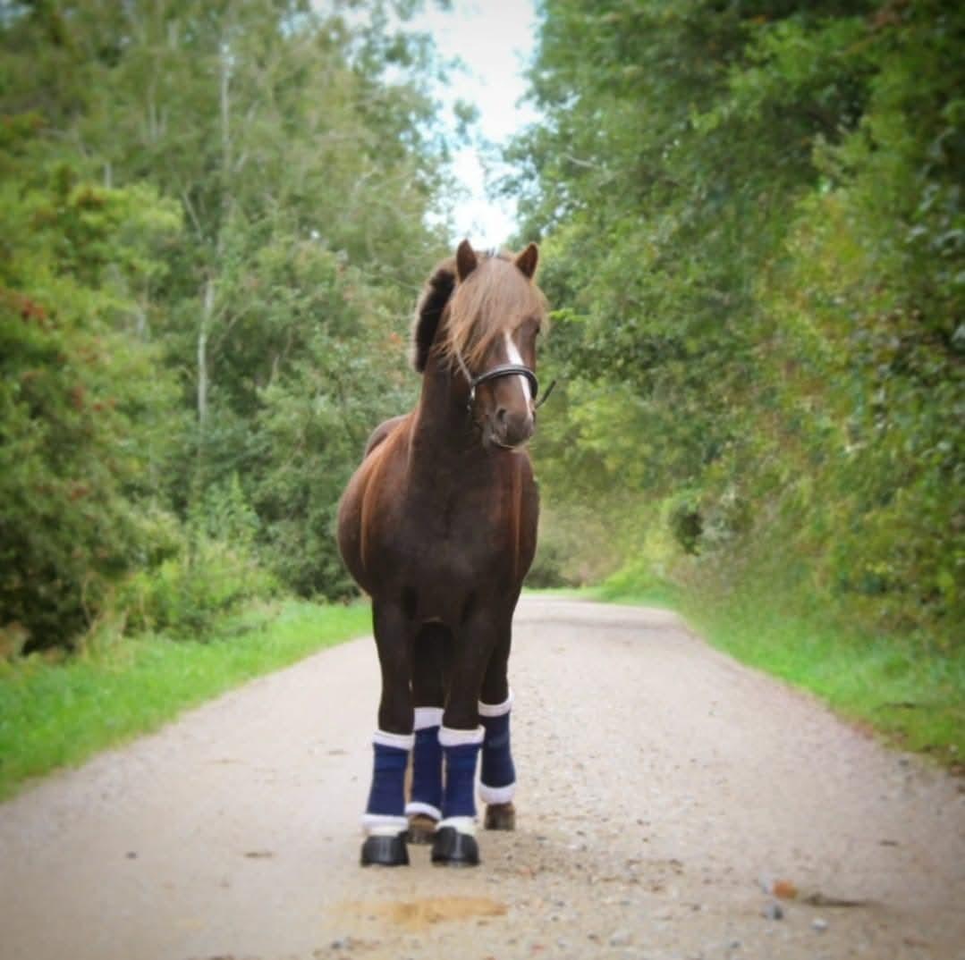 Welsh Mountain (sec A) Callunas Lucky Luke | Fighter | [Hjemvendt] billede 10