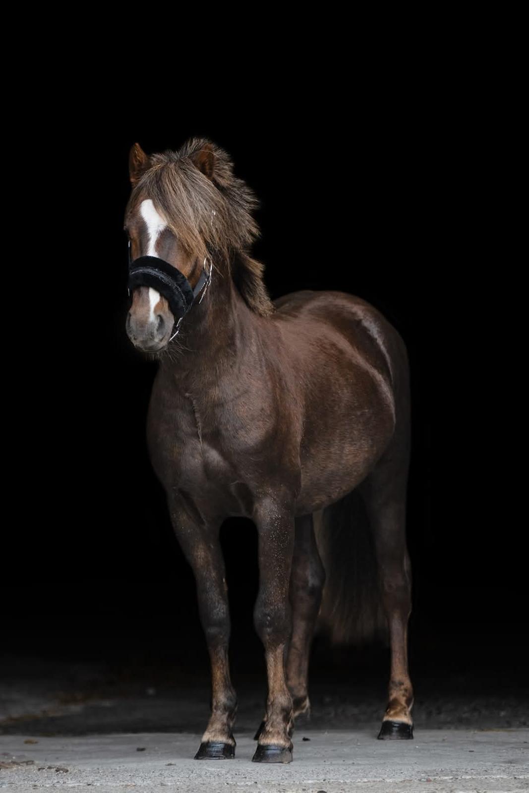 Welsh Mountain (sec A) Callunas Lucky Luke | Fighter | [Hjemvendt] billede 11