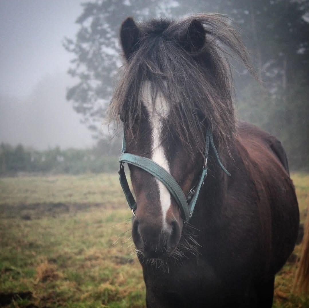 Welsh Mountain (sec A) Callunas Lucky Luke | Fighter | [Hjemvendt] billede 17