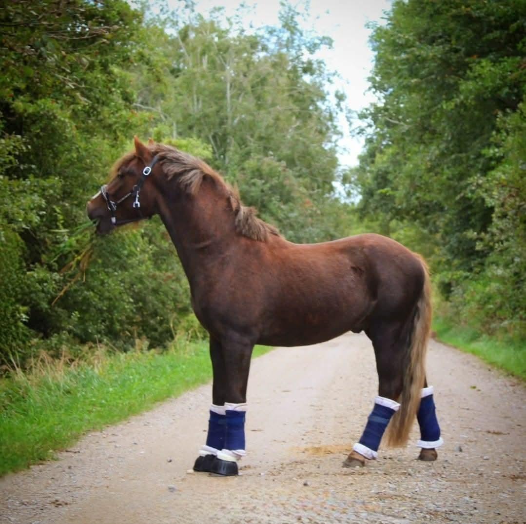 Welsh Mountain (sec A) Callunas Lucky Luke | Fighter | [Hjemvendt] billede 16