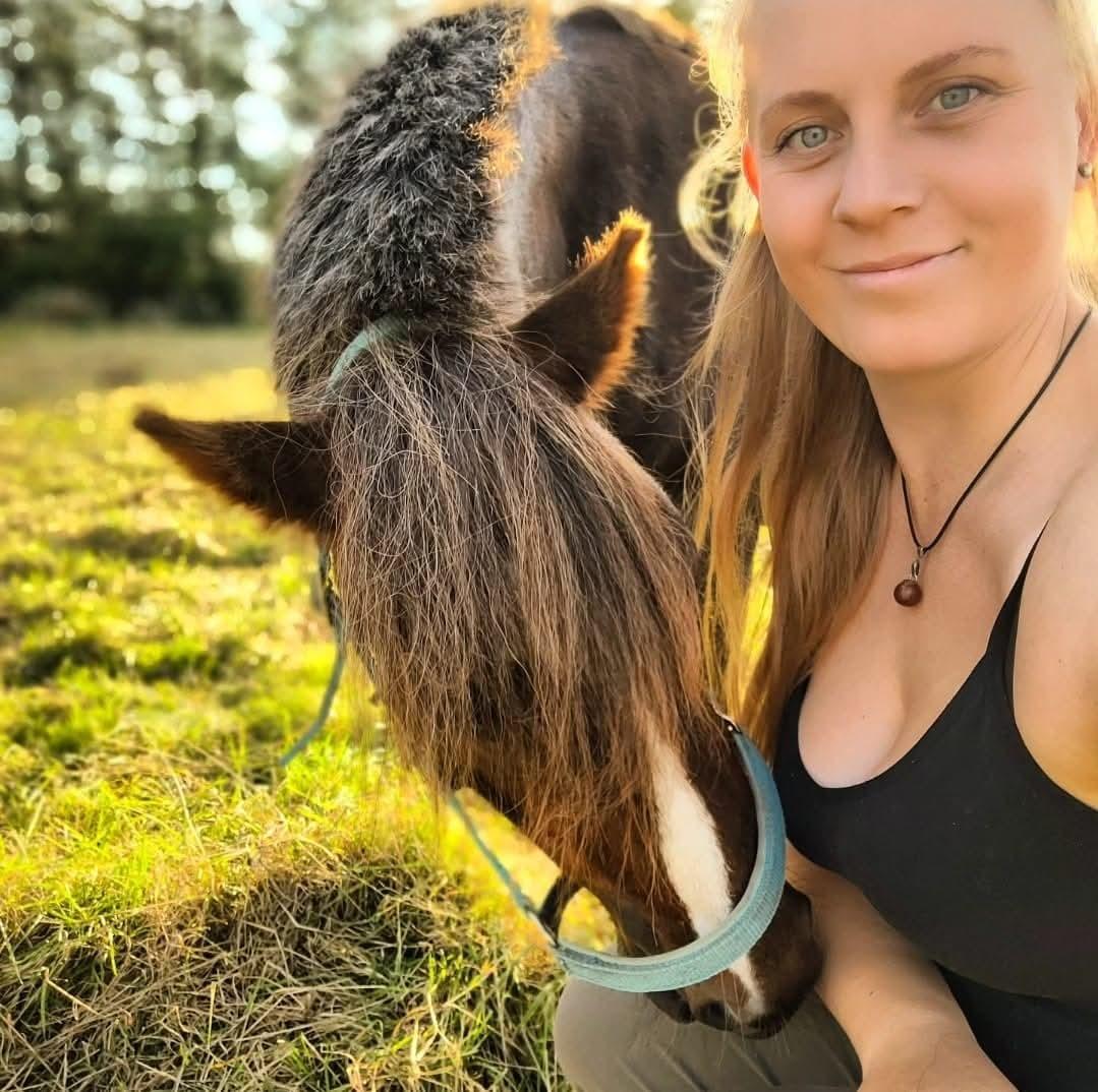 Welsh Mountain (sec A) Callunas Lucky Luke | Fighter | [Hjemvendt] billede 20