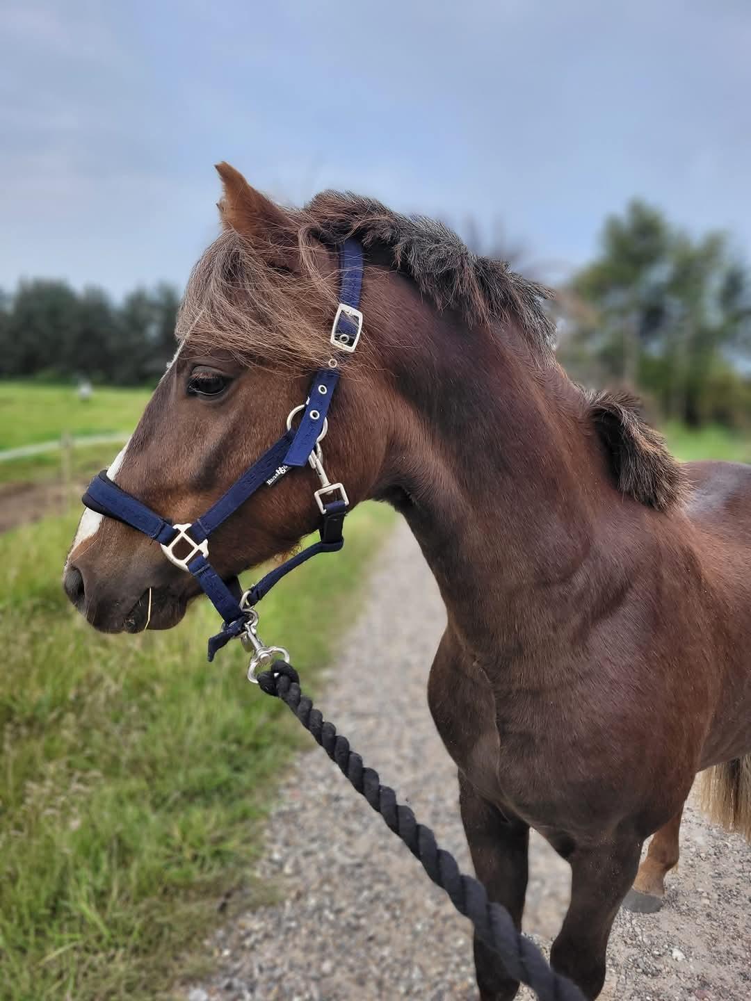 Welsh Mountain (sec A) Callunas Lucky Luke | Fighter | [Hjemvendt] billede 22